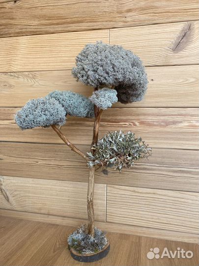 Дерево бонсай живое