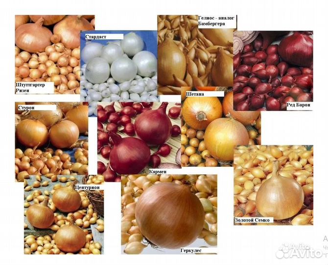 Лук севок Оптом