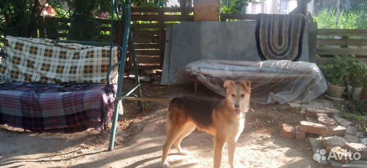 Собачка 11 мес