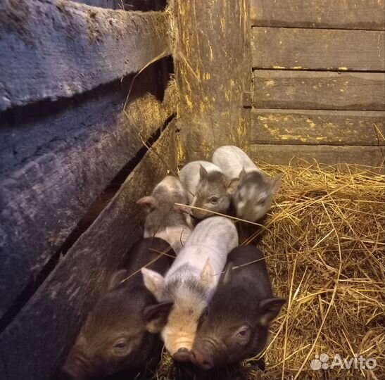 Венгерская мангалица