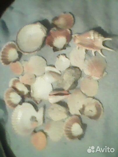 Ракушки, аквариум, сачёк