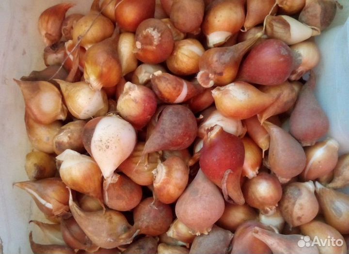 Луковицы тюльпанов для выгонки