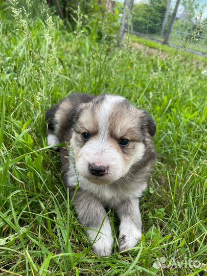 Отдам щенят В добрые руки