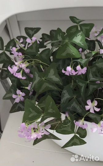 Кислица Оксалис