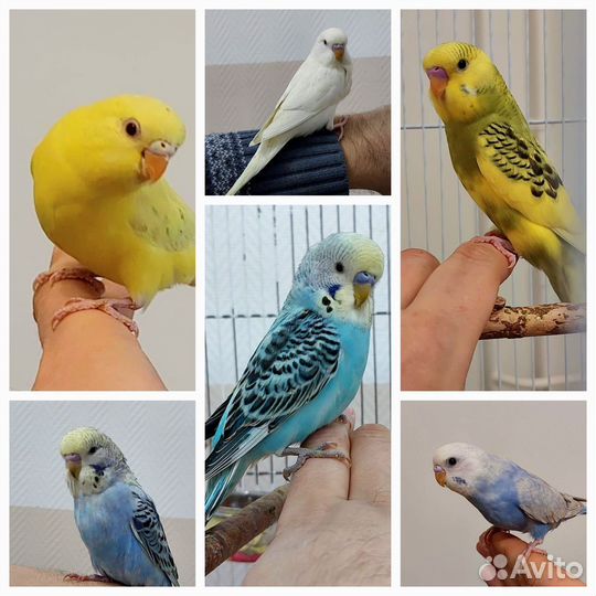 Попугай птенец ручной волнистый чех карелла