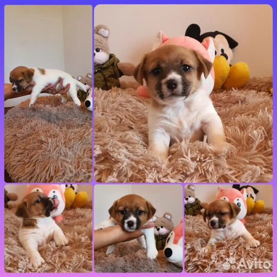 Щенки Джек-Рассел терьер