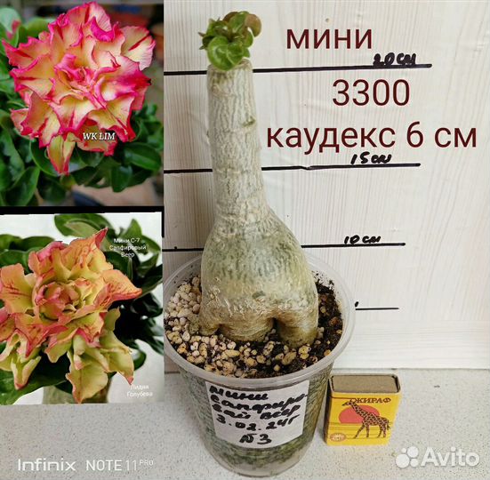 Адениум мини, прививки