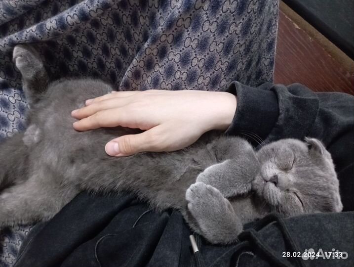 Котик на вязку