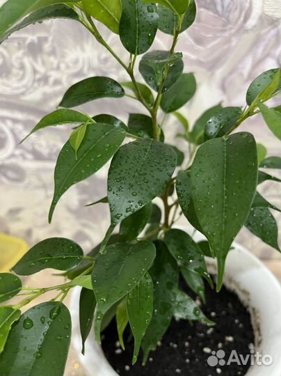 Фикус бенджамина