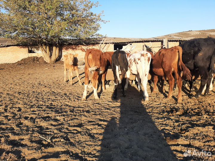 Телята(тёлки)