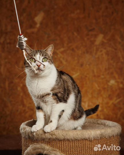 Чудесная Алиса в мраморной шубке ищет свое счастье