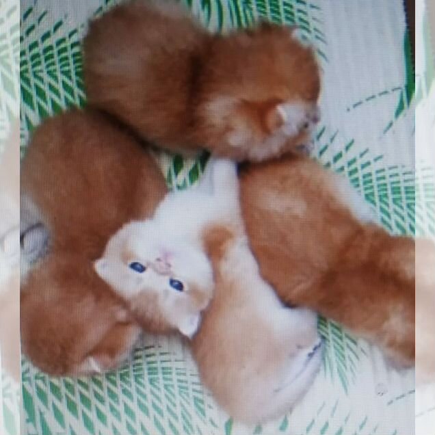 Британский короткошёрстный котёнок