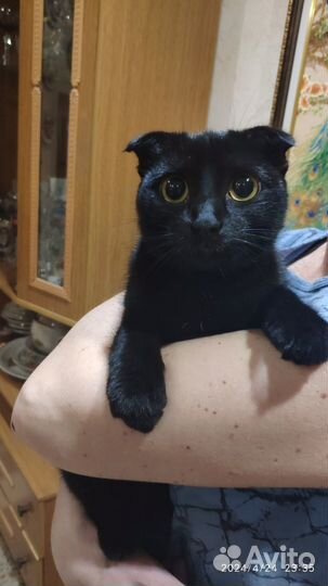 Найдена кошка