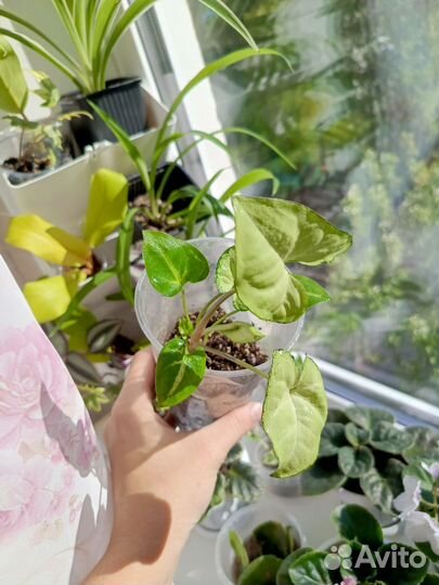 Сингониумы, сциндапсусы