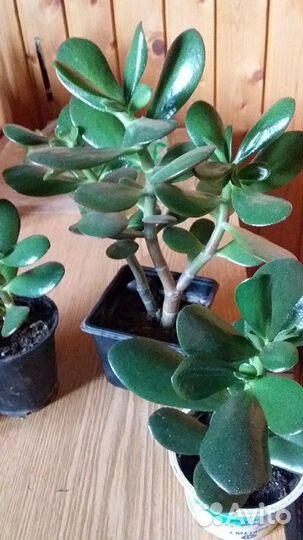 Толстянка,герань