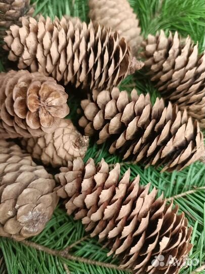 Шишки еловые