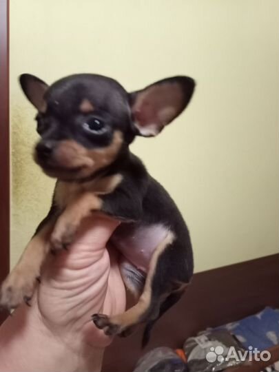 Мини той-терьер