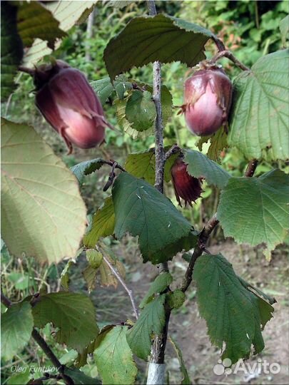 Саженцы лещины и зимостойких фундуков