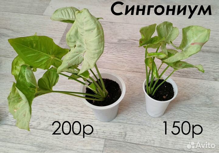 Комнатные растения цветы суккуленты