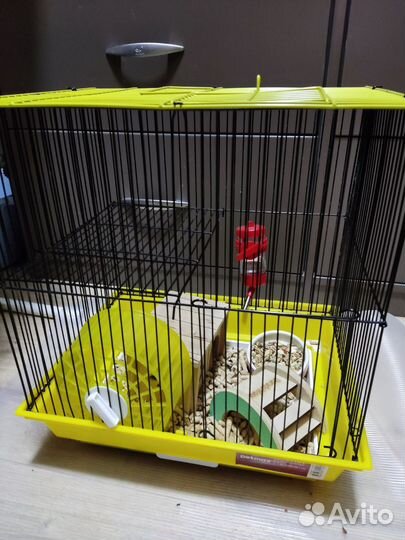 Сирийский хомяк девочка с клеткой