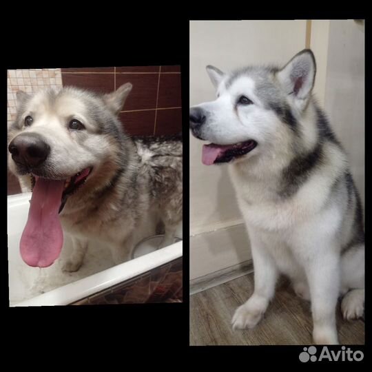 Грумер стрижка собак