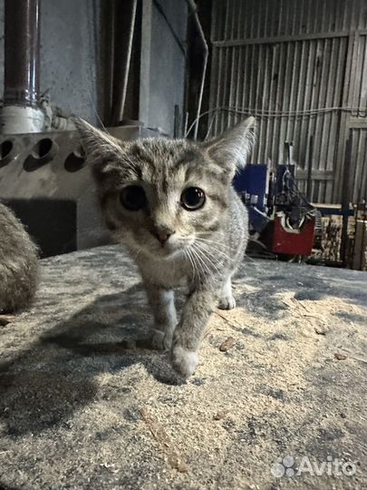 Наполнитель древесный 