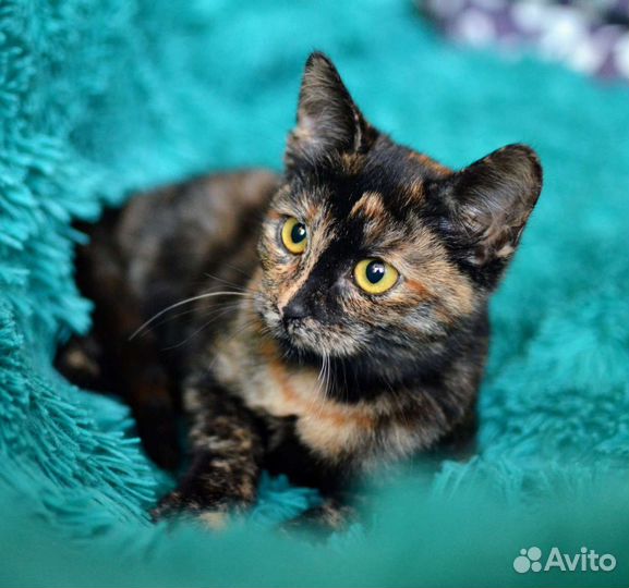 Котенок Мишель в добрые руки