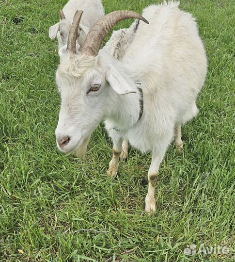 Козы с козлятами, козёл