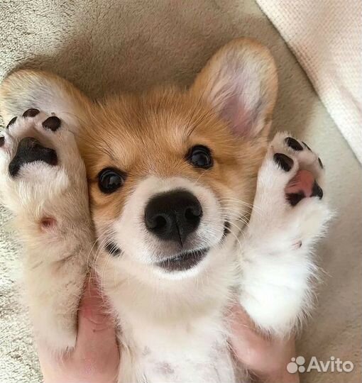 Выгул собак, передержка кошек и грызунов