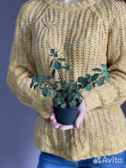 Пеперомия ред лог d8