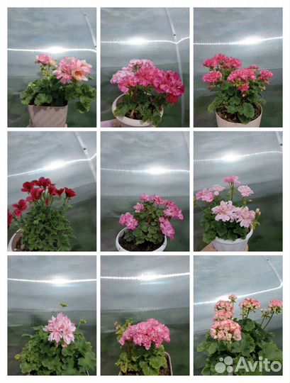 Пеларгония герань