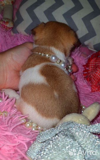 Супер кукольные минюшечки чихуахуа,доставка