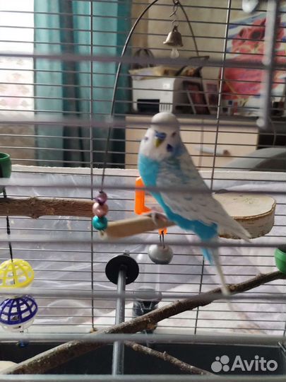Волнистый попугай с клеткой