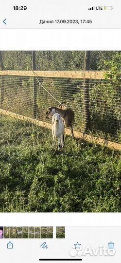 Нубийские козы