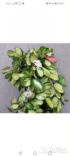 Хойя Аустралис Лиза