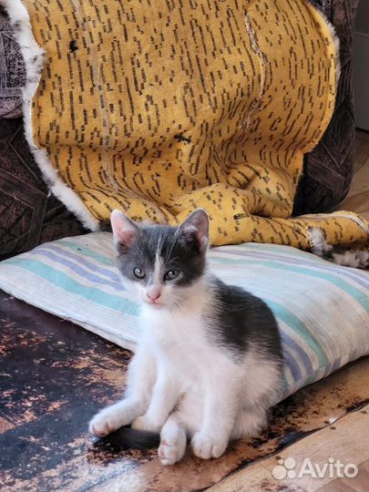 Котята ищут дом