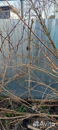 Фундук., грецкий орех