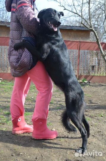 Собака в добрые руки отдам бесплатно