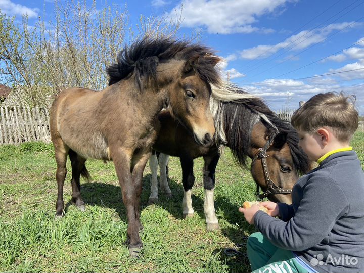 Продам кобылу и пони жеребчика
