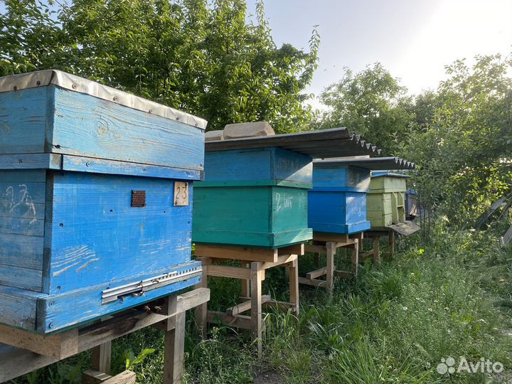 Пчелы и пчелопакеты