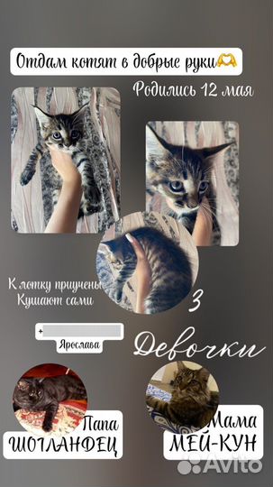 Кошка майкун