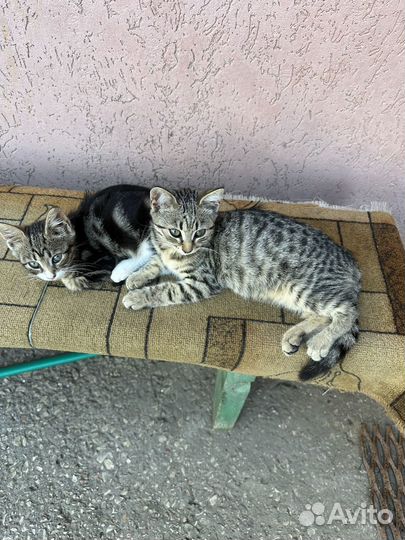 Котята в добрые руки даром