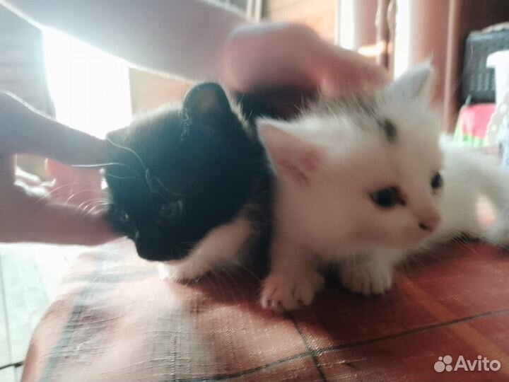 Кошки в добрые руки бесплатно