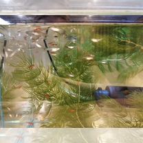 Аквариум бу с рыбками