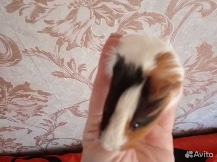 Морская свинка