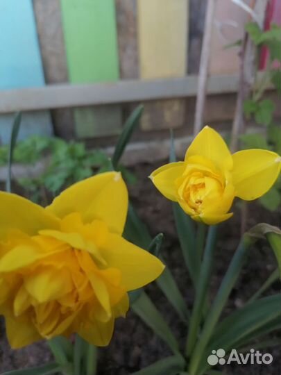 Луковицы нарциссов