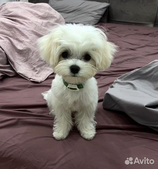 Вязка мальтийская болонка