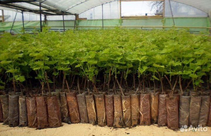 Саженцы вегетирующего винограда Опт/Розница