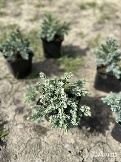 Можевельник Блю Стар