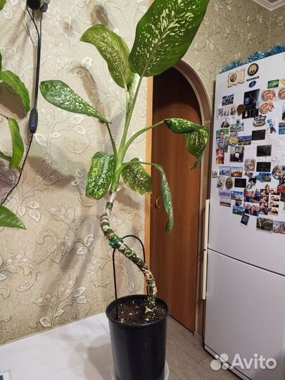 Деффенбахия